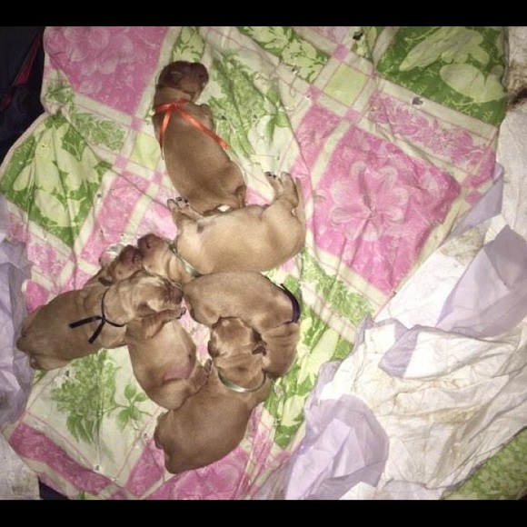 Meet your Posher, Blythe - Picture 9 of 9